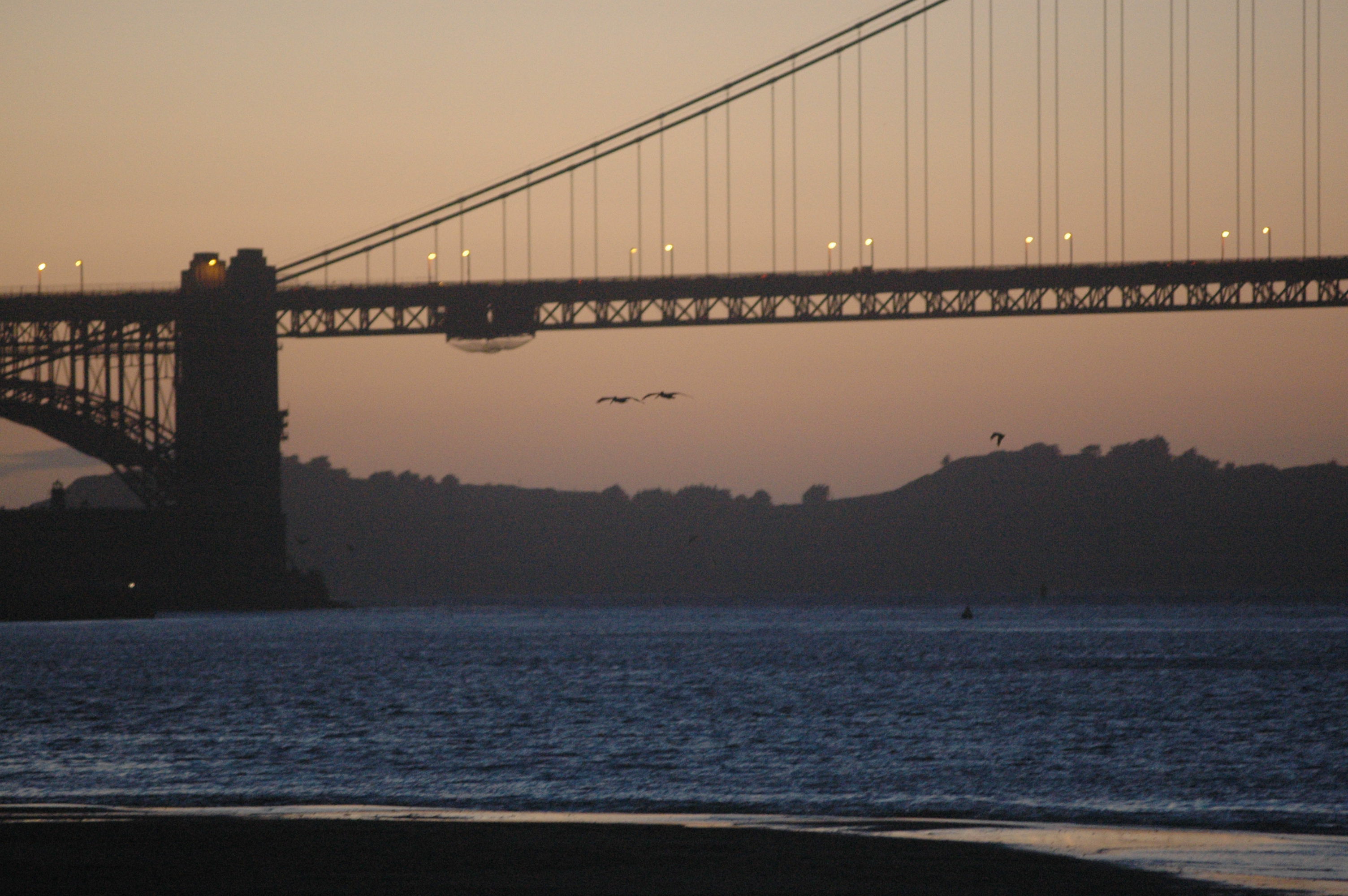 Pelicans flying under the Golden Gate Bridge